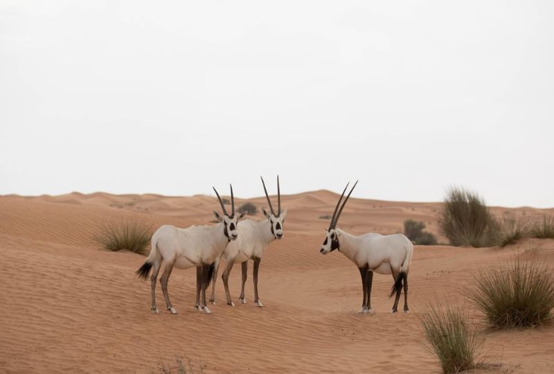 Abu Dhabi continues to develop innovative solutions to enhance climate adaptation, protect natural resources